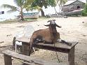 56 - Ankify Madagascar